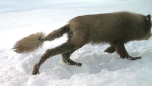 Arctic fox with sarcoptic mange