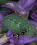 Polyommatus icarus larva tended by Lasius niger worker
